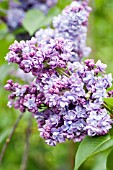 SYRINGA VULGARIS ALICE CHRISTIANSON