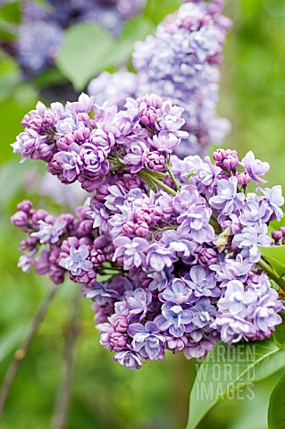 SYRINGA_VULGARIS_ALICE_CHRISTIANSON