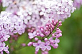 SYRINGA X CHINENSIS LILAC SUNDAY