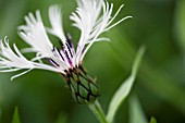 CENTAUREA MONTANA ALBA