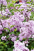 SYRINGA X CHINENSIS LILAC SUNDAY