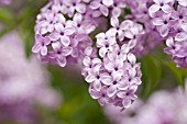 SYRINGA X CHINENSIS LILAC SUNDAY