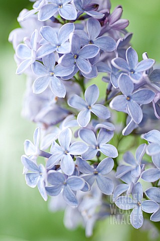 SYRINGA_VULGARIS_PRESIDENT_LINCOLN