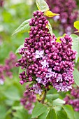 SYRINGA VULGARIS PEACOCK