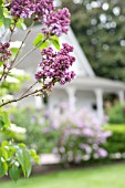 SYRINGA VULGARIS, LILACS, WITH WHITE VICTORIAN FARMHOUSE