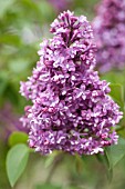 SYRINGA VULGARIS PRESIDENT POINCARE