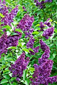 SYRINGA VULGARIS FRANK KLAGER