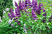 SYRINGA VULGARIS FRANK KLAGER