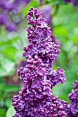 SYRINGA VULGARIS FRANK KLAGER