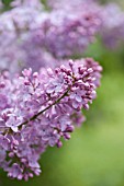 SYRINGA PINK CLOUD