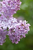 SYRINGA PINK CLOUD