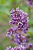 SYRINGA VULGARIS ALBERT F. HOLDEN