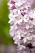 SYRINGA PINK RUTH