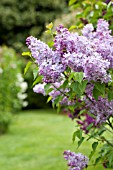 SYRINGA VULGARIS PINK ELIZABETH