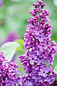 SYRINGA VULGARIS CITY OF GRESHAM