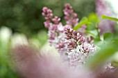 SYRINGA PINK RUTH