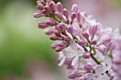 SYRINGA PINK RUTH