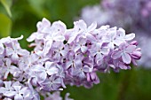 SYRINGA VULGARIS PERKY ARTIE