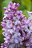 SYRINGA VULGARIS PERKY ARTIE