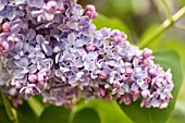 SYRINGA VULGARIS LEON GAMBETTA