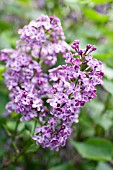 SYRINGA X HYACINTHIFLORA POCOHONTAS