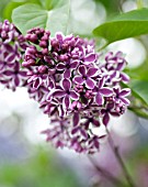 SYRINGA VULGARIS SENSATION