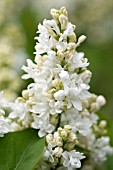 SYRINGA VULGARIS MME LEMOINE