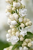 SYRINGA VULGARIS MME LEMOINE