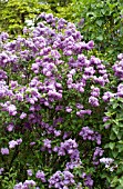 SYRINGA X CHINENSIS, CHINESE LILAC