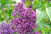 SYRINGA VULGARIS VESPER, VESPER LILAC