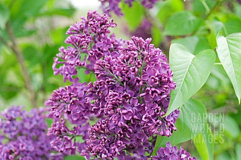 SYRINGA_VULGARIS_VESPER_VESPER_LILAC