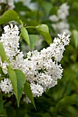 SYRINGA HYACINTHIFLORA ANGEL WHITE