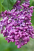 SYRINGA VULGARIS ARCH MCKEAN