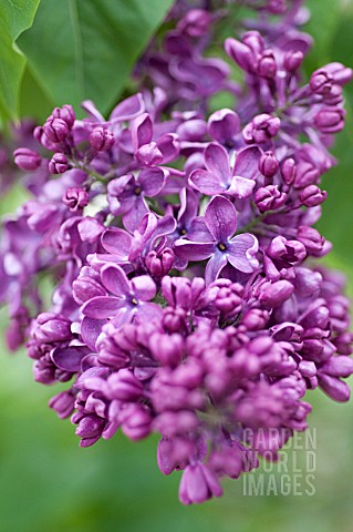 SYRINGA_VULGARIS_ARCH_MCKEAN