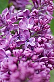 SYRINGA VULGARIS ARCH MCKEAN