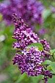 SYRINGA VULGARIS FERNAND PEGOT