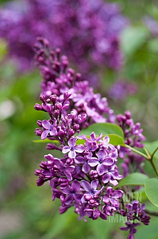 SYRINGA_VULGARIS_FERNAND_PEGOT