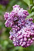 SYRINGA VULGARIS PINK GLORY