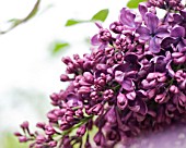 SYRINGA VULGARIS ALBERT F. HOLDEN