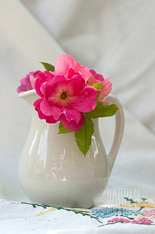ROSA_RAINBOW_KNOCKOUT_AND_ROSA_KNOCK_OUT_IN_OLD_CREAM_PITCHER