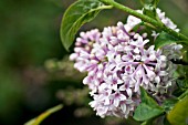 SYRINGA YUNNANENSIS PROPHECY