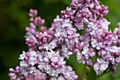 SYRINGA VULGARIS MRS. BEREASHA