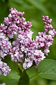 SYRINGA VULGARIS MRS. BEREASHA