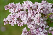 SYRINGA VULGARIS VON PLITZ, VON PLITZ LILAC