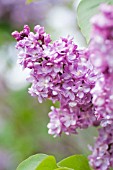 SYRINGA VULGARIS LEON GAMBETTA