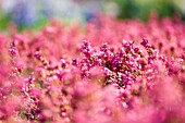 ERICA CINEREA C.D. EASON