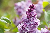 SYRINGA VULGARIS KATHERINE HAVEMEYER