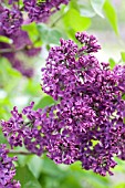 SYRINGA VULGARIS VESPER, VESPER LILAC