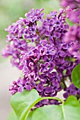 SYRINGA VULGARIS VESPER, VESPER LILAC