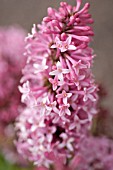 SYRINGA X PRESTONIAE MISS CANADA